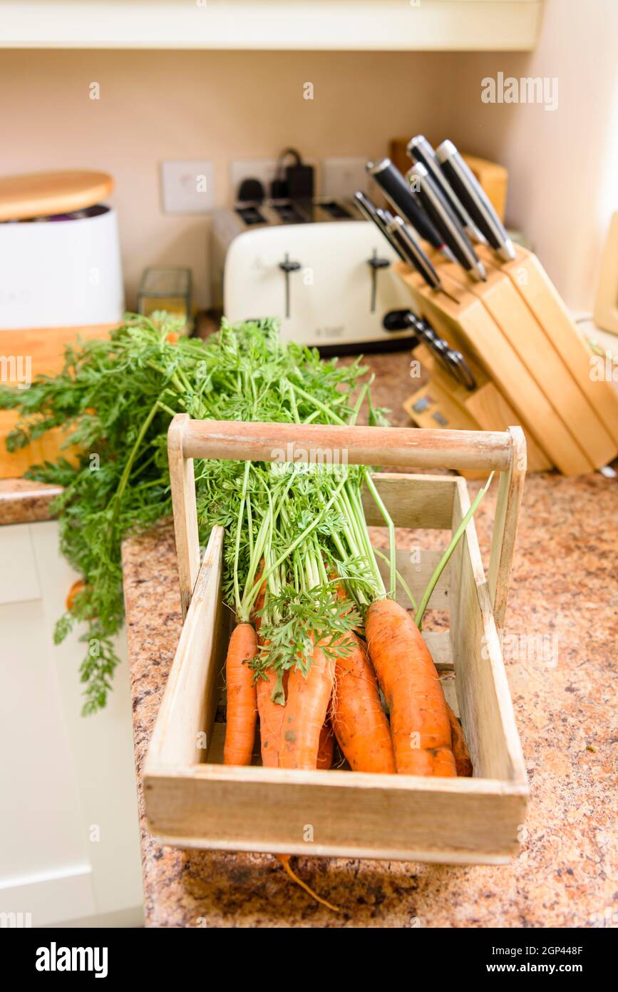 Carote in un cestino su un piano di lavoro della cucina dopo essere state raccolte da un orto domestico Foto Stock