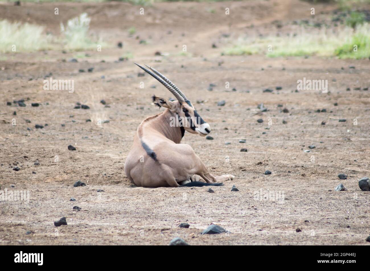 Oryx seduto nella savana di Tsavo West Park Foto Stock