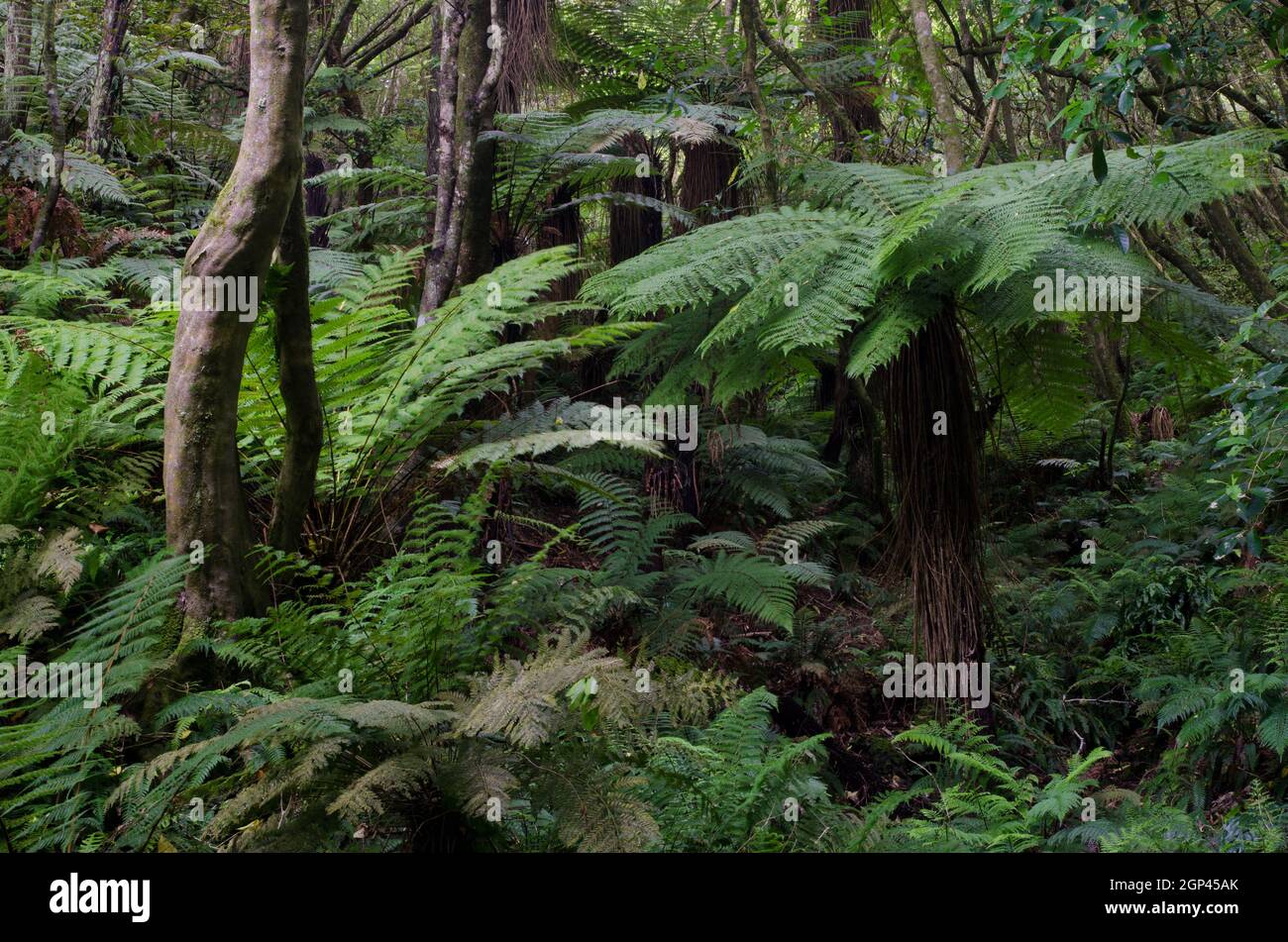 Foresta pluviale con la felce dorata di Dicksonia fibrosa sulla destra. Riserva panoramica del fiume Taieri. Otago. Isola Sud. Nuova Zelanda. Foto Stock