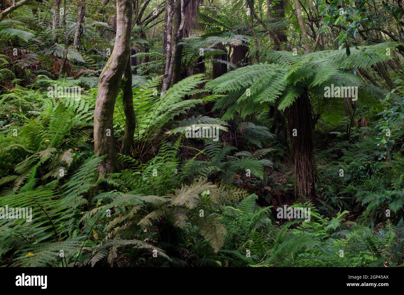 Foresta pluviale con la felce dorata di Dicksonia fibrosa sulla destra. Riserva panoramica del fiume Taieri. Otago. Isola Sud. Nuova Zelanda. Foto Stock