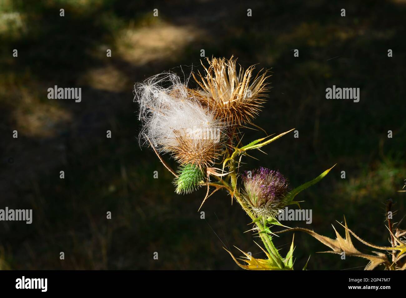 Thistle . Una specie perenne di piante fiorite nelle asteracee della famiglia. Foto Stock