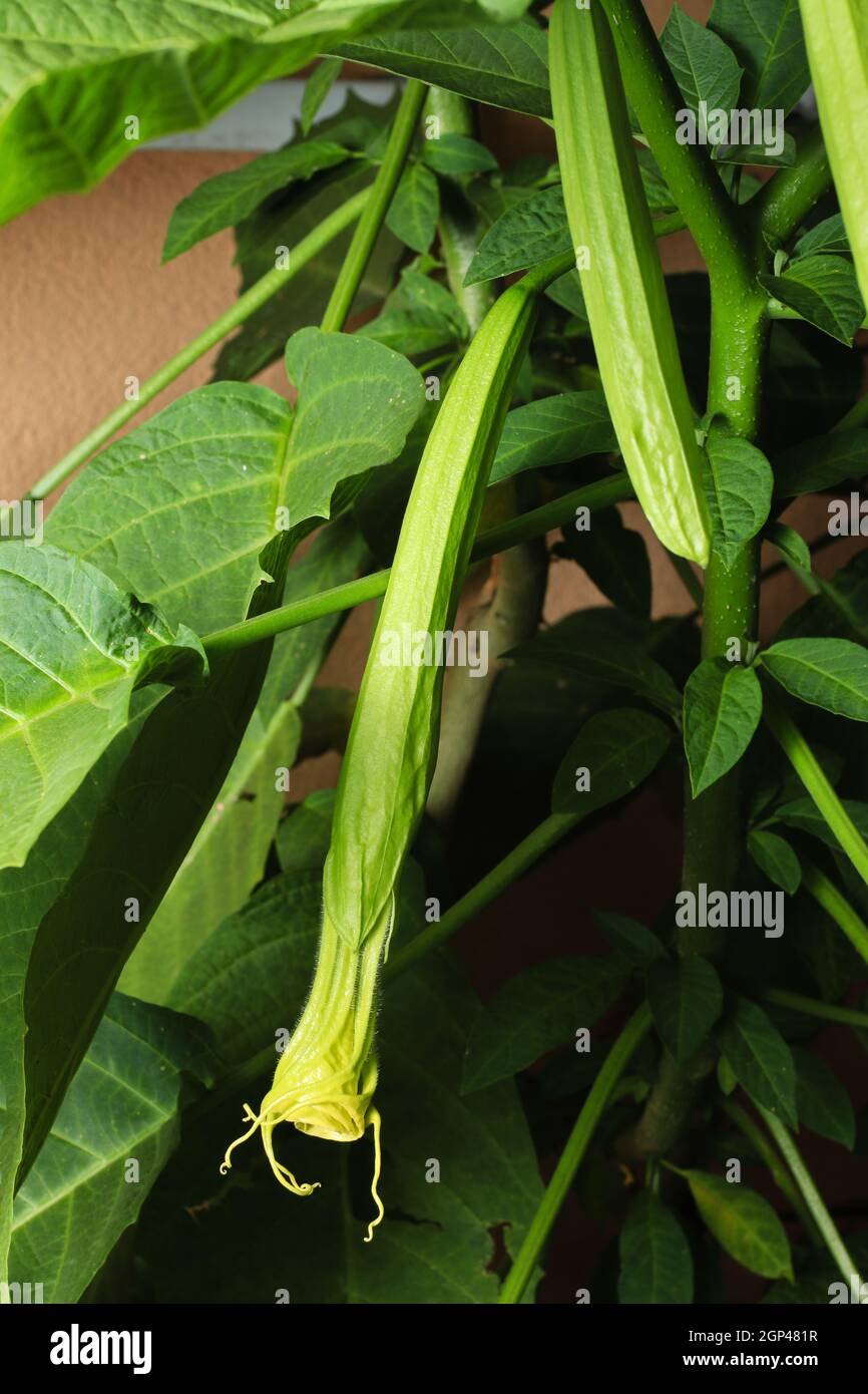 Datura metel (Tromba di Angel) Foto Stock
