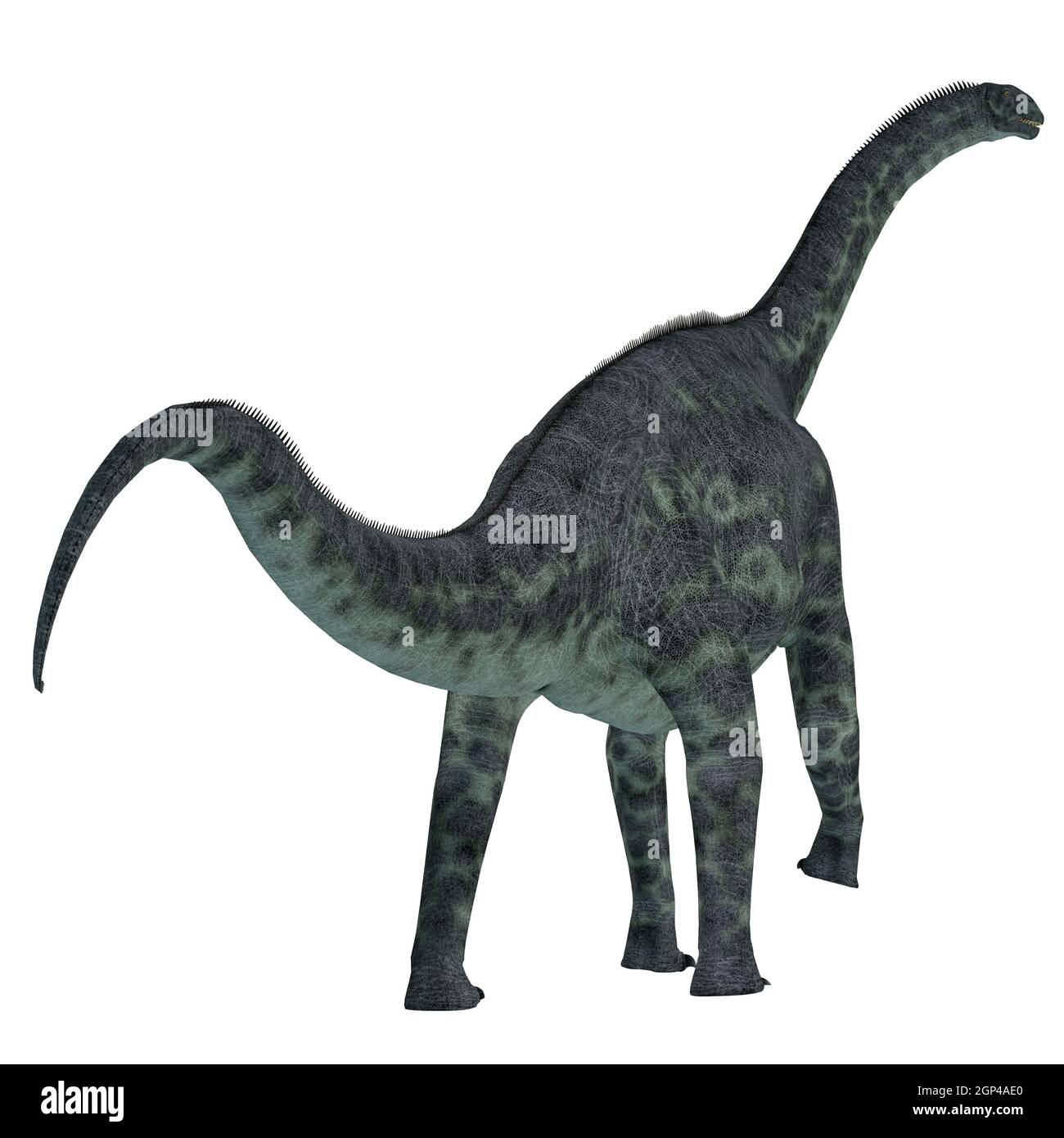 Cetiosaurus era un erbivoro sauropod dinosaur che ha vissuto in Marocco, Africa nel Giurassico. Foto Stock