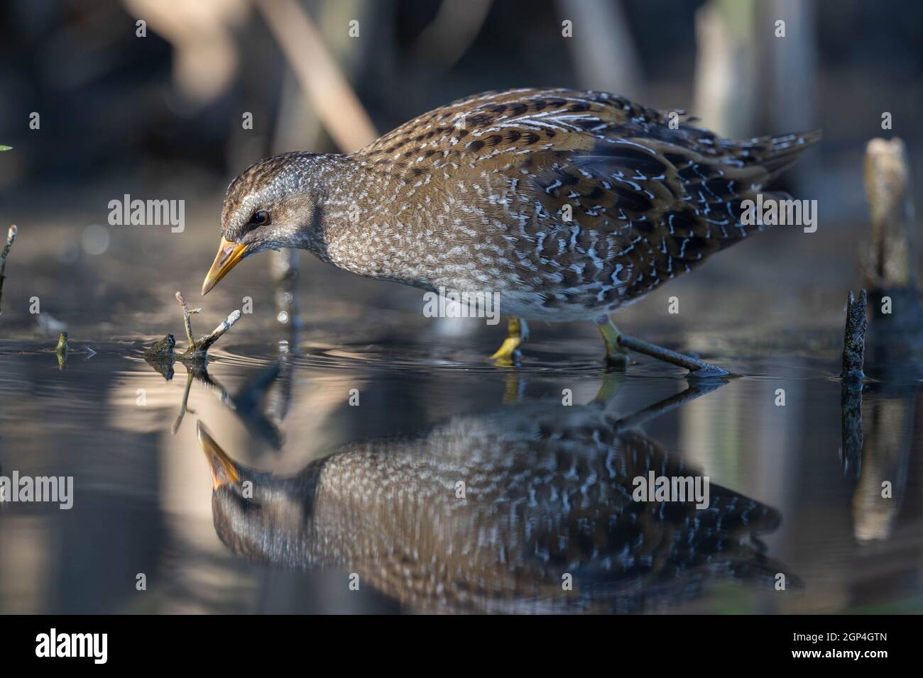 PORZANA porzana di PORZANA macchiata che si alimenta in palude palude di uccello riflessione in acqua Foto Stock