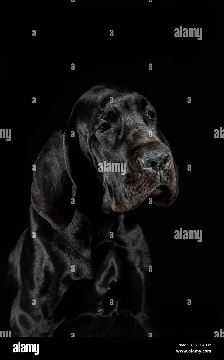 Grande cane cucciolo dano primo piano ritratto su sfondo nero in studio Foto Stock
