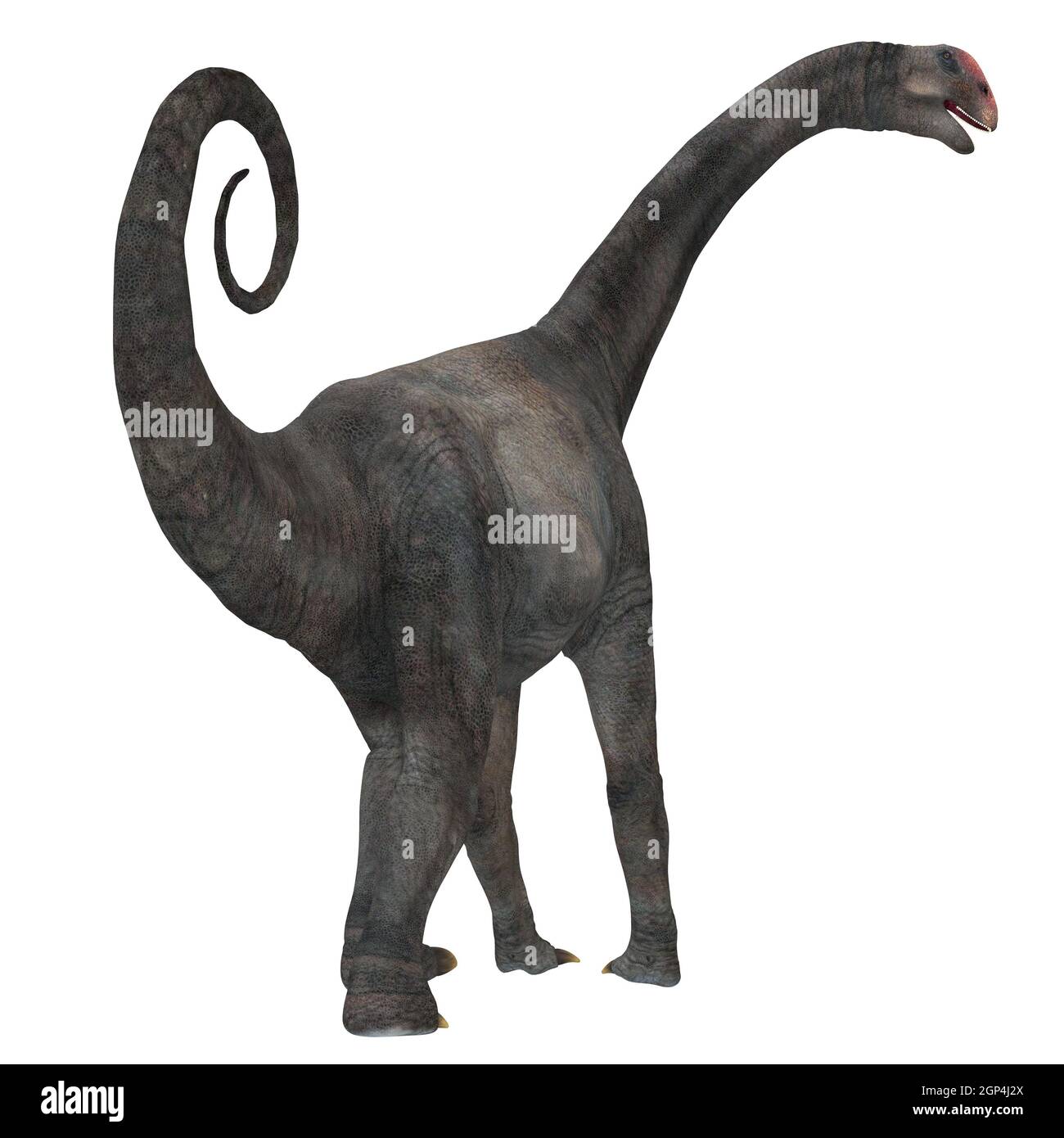 Brontomerus era un erbivoro sauropod dinosaur che visse nel Cretaceo dello Utah, Stati Uniti d'America. Foto Stock