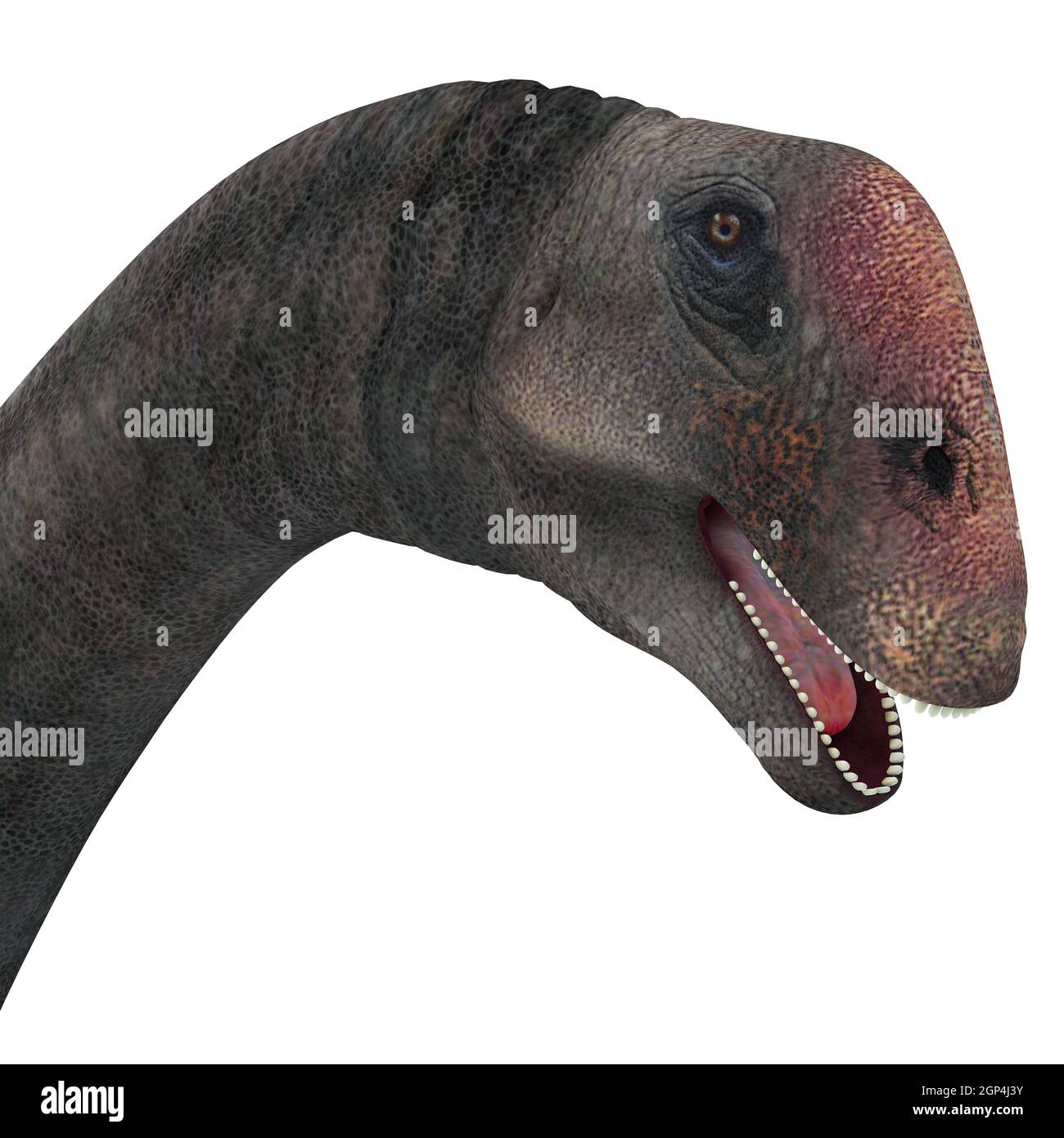 Brontomerus era un erbivoro sauropod dinosaur che visse nel Cretaceo dello Utah, Stati Uniti d'America. Foto Stock