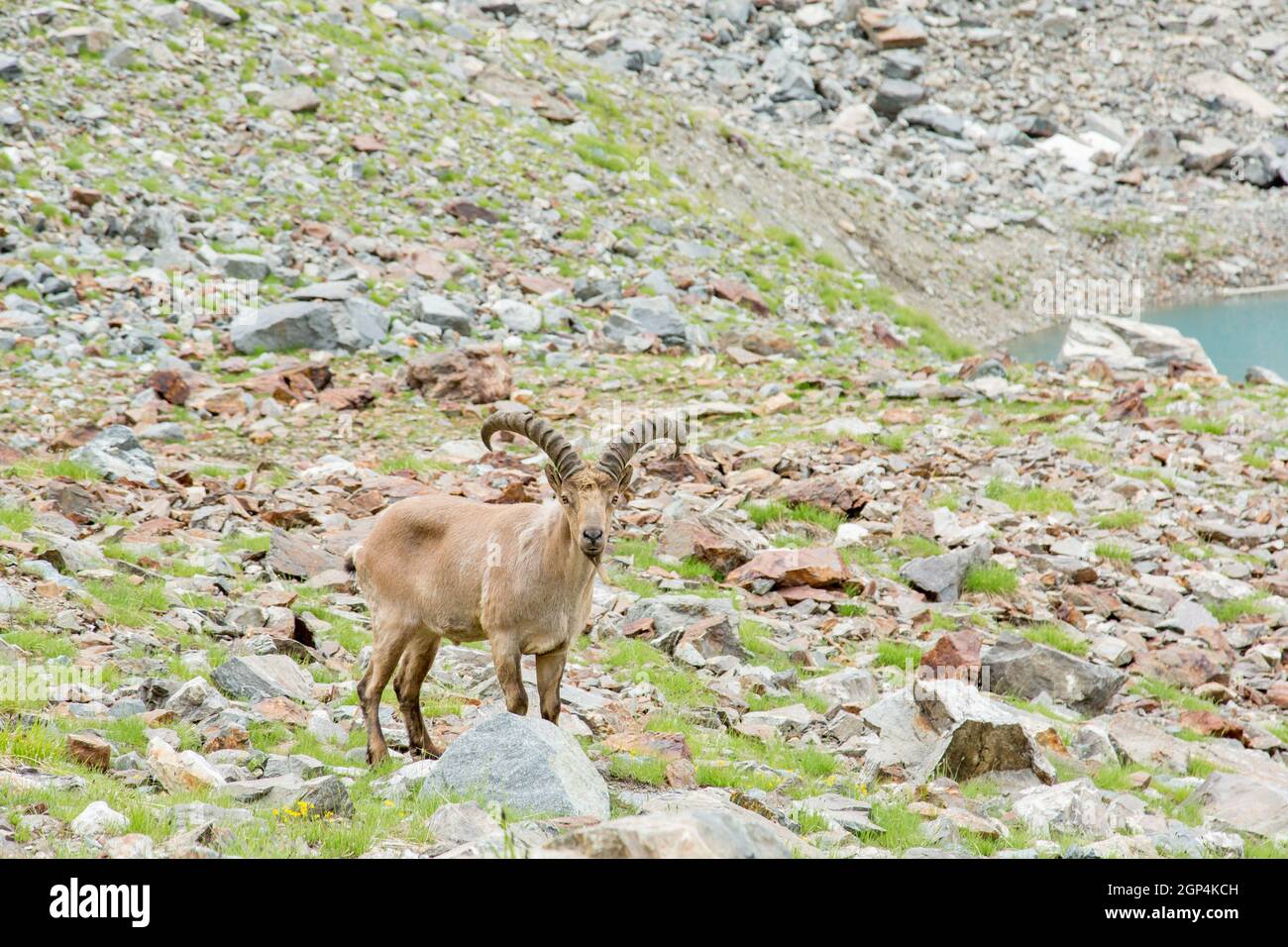 Stambecco maschio si sgrana in una riserva di parco nazionale in montagna. La capra di montagna si sgrana in montagna. Riserva naturale, parco nazionale in montagna. C Foto Stock