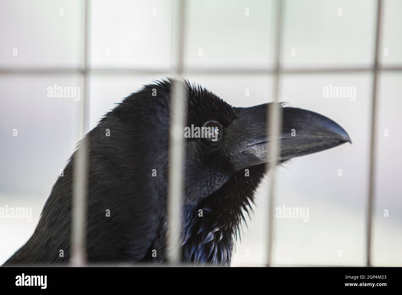 Raven comune gabbia. Conosciuto anche come il corvo settentrionale o il corvo nero. Primo piano Foto Stock