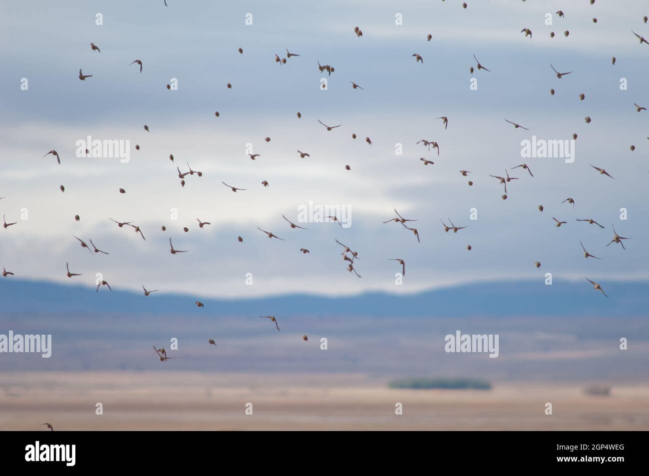 Reti comuni Linaria cannabina mediterranea in volo. Riserva naturale della Laguna di Gallocanta. Aragona. Spagna. Foto Stock