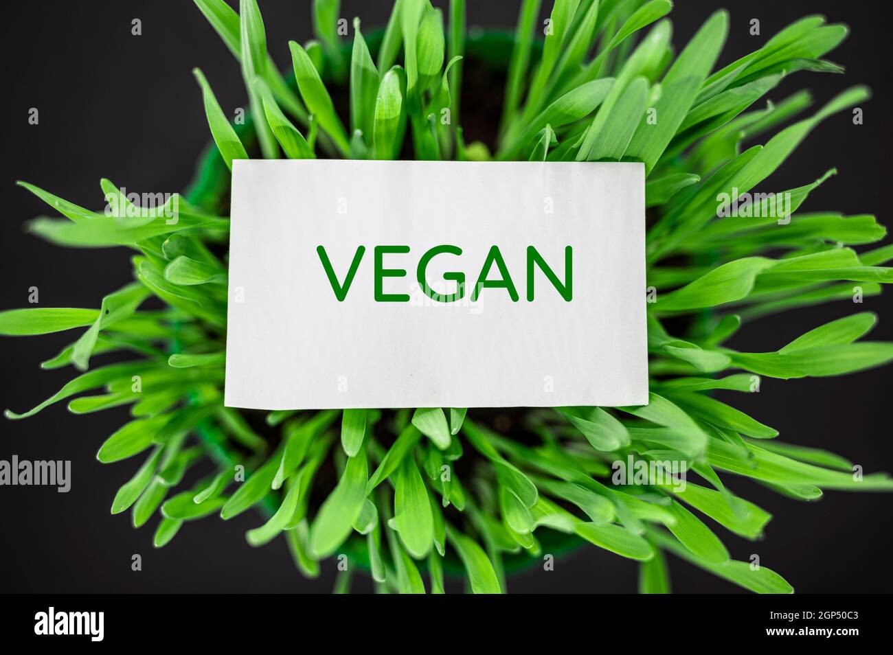 Vista dall'alto dell'erba verde con testo vegano Foto Stock
