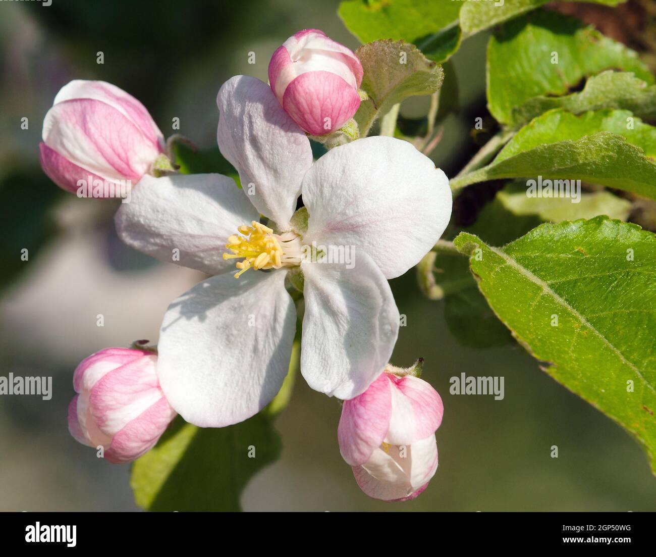 Particolare di primavera del fiore di mela Foto Stock