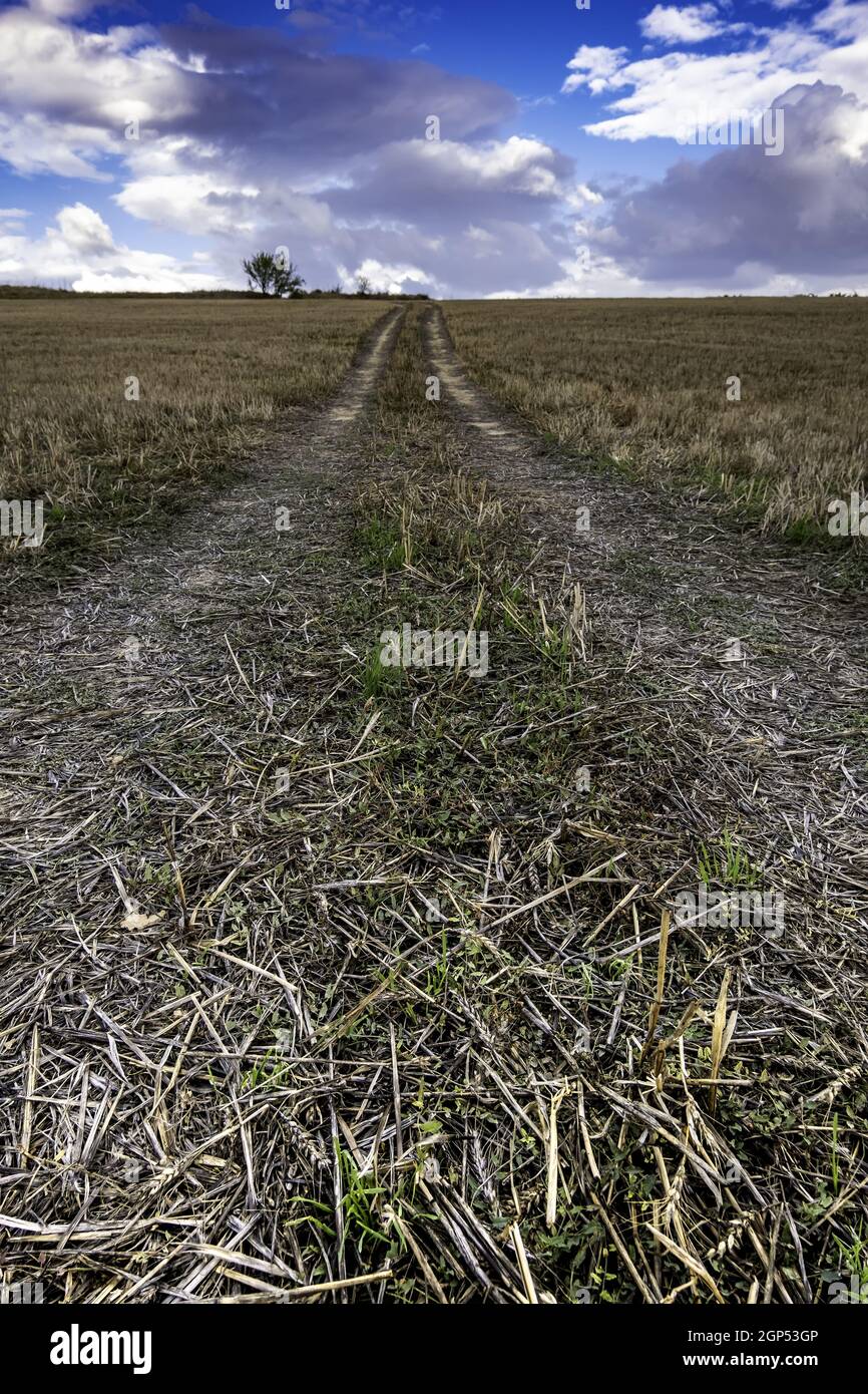 Dettaglio dei segnali delle ruote in un campo di grano secco, natura Foto Stock