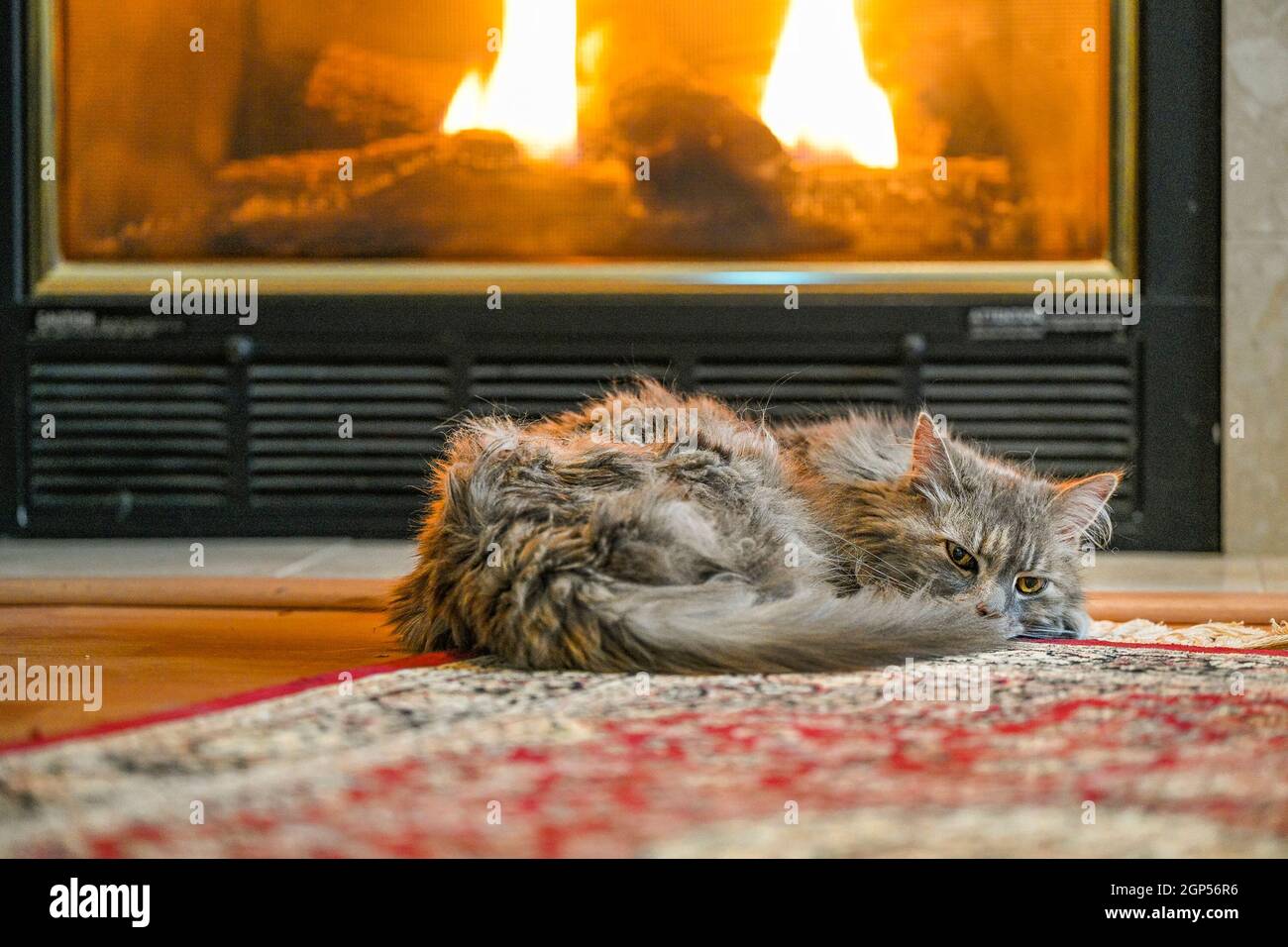 Gatto, camino, fuoco caldo, soggiorno Foto stock - Alamy