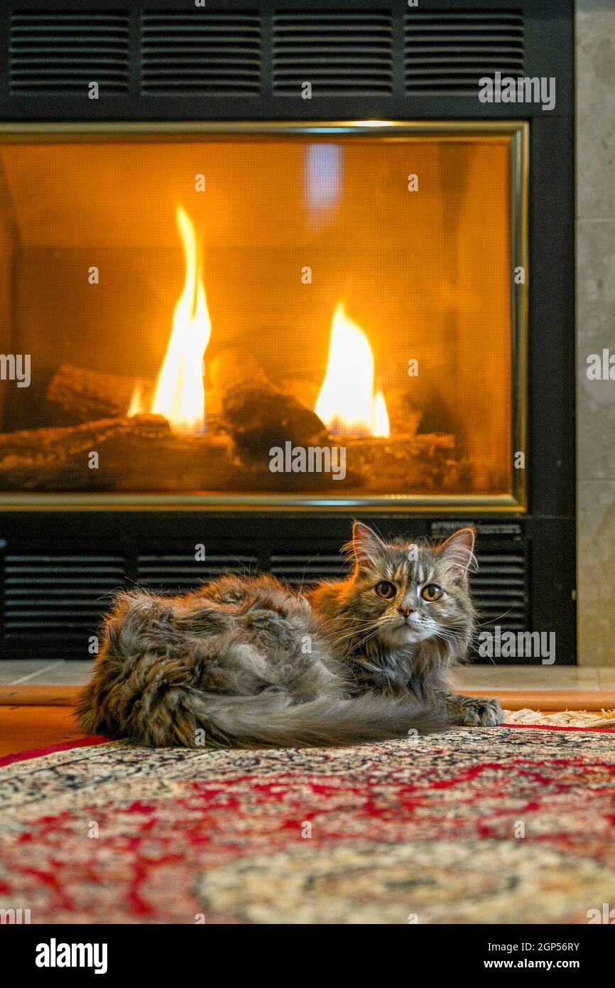 Gatto, camino, fuoco caldo, soggiorno Foto stock - Alamy