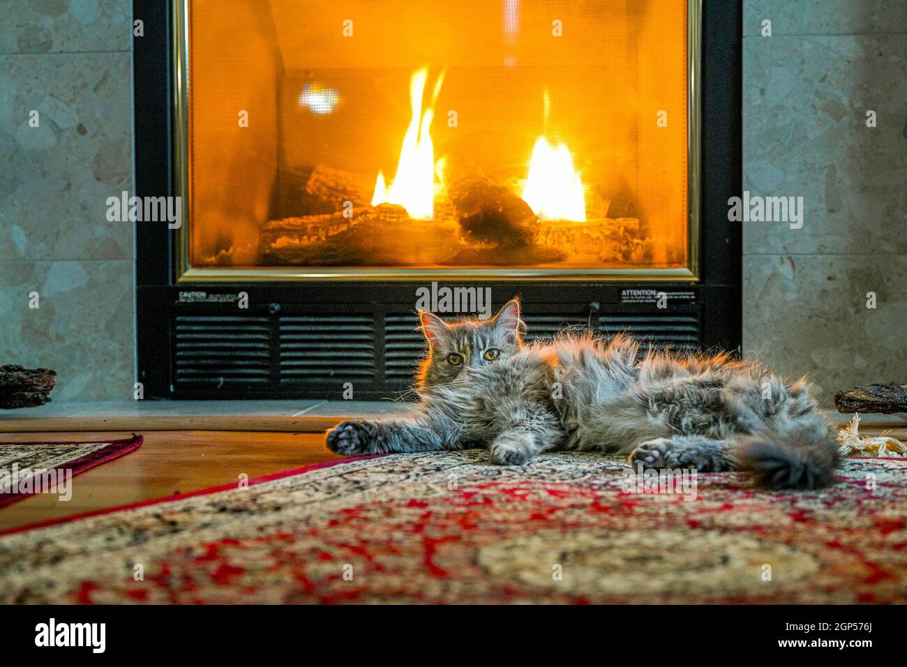 Gatto, camino, fuoco caldo, soggiorno Foto stock - Alamy