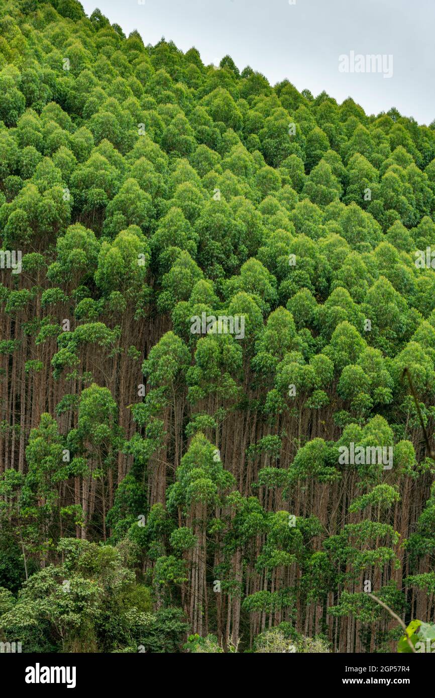 Piantagioni di eucalipto nella regione di Quindio, Colombia Foto Stock