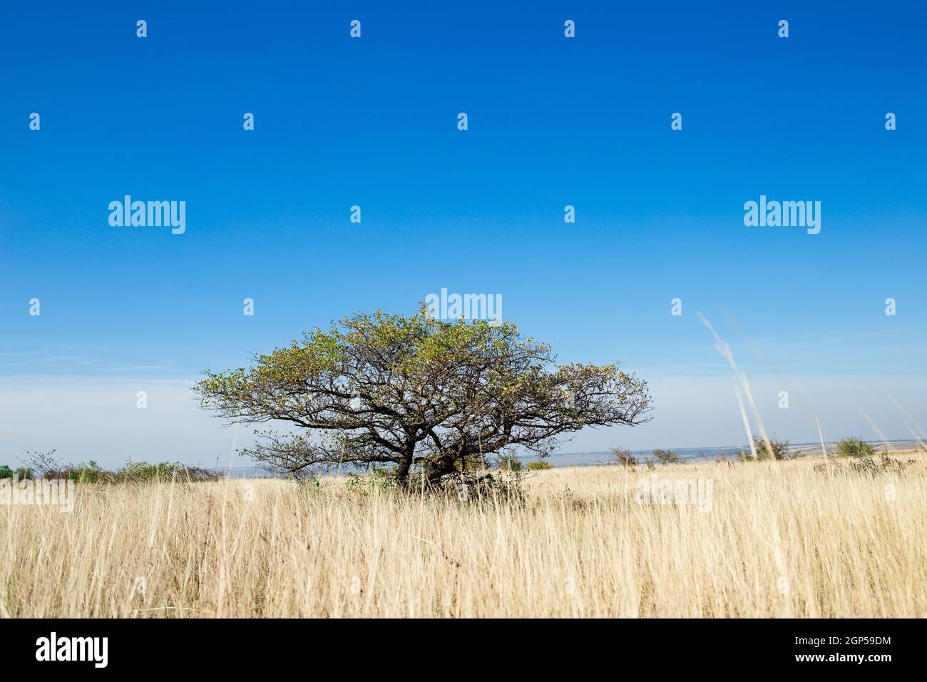 Grande pianura desertica, paesaggio coperto di erba secca. Solitario savanna con un albero. Albero di diffusione si leva da solo in un campo. Albero largo nel deserto. Foto Stock