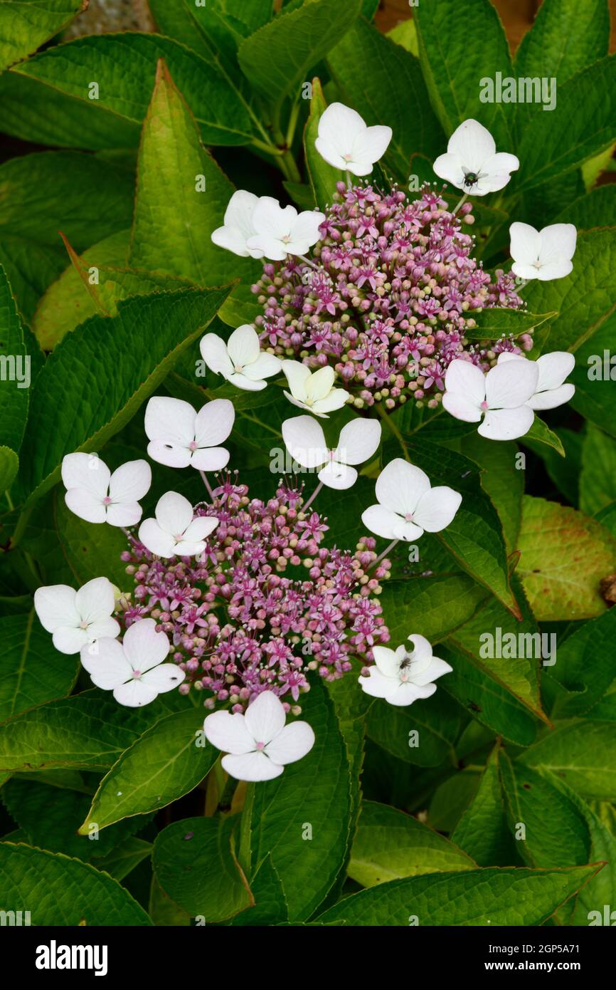 Idrangea Flower Head (Hydrangea) Foto Stock