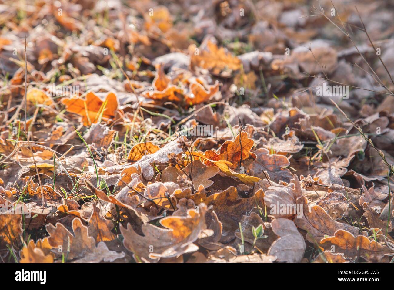 Primo piano foglie di betulla e quercia di colore marrone, ocra e giallo su terreno in erba gelida verde. Le foglie di betulla giacciono su una superficie orizzontale. Inserire il testo. Co Foto Stock