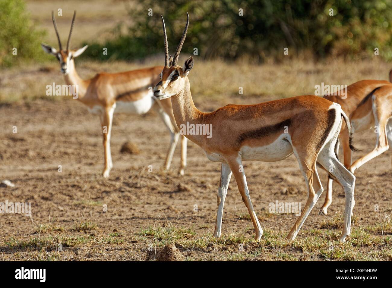 Classe: Ordine Mammalia: Famiglia Artiodactyla: Sottofamiglia Bovidae: Antipinae genere: Specie Nanger: Nanger grandi Foto Stock