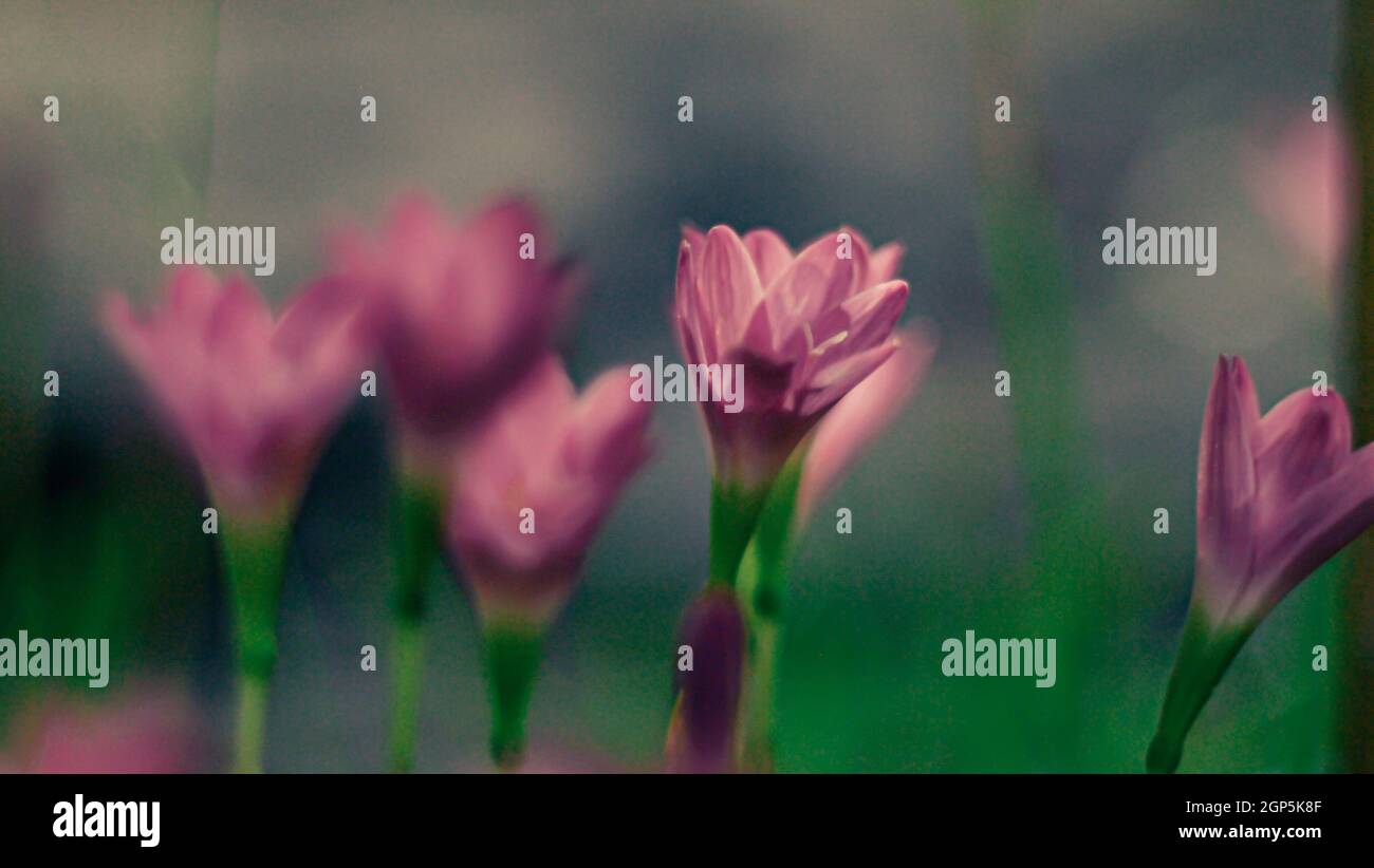 Fuoco selettivo di Zephyranthes rosa Lily .pink pioggia giglio primavera fiori su sfondo sfocato natura Bokeh. Foto Stock