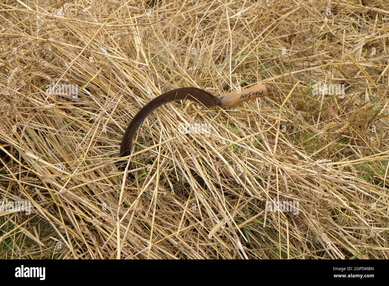 La falce e grano Foto Stock
