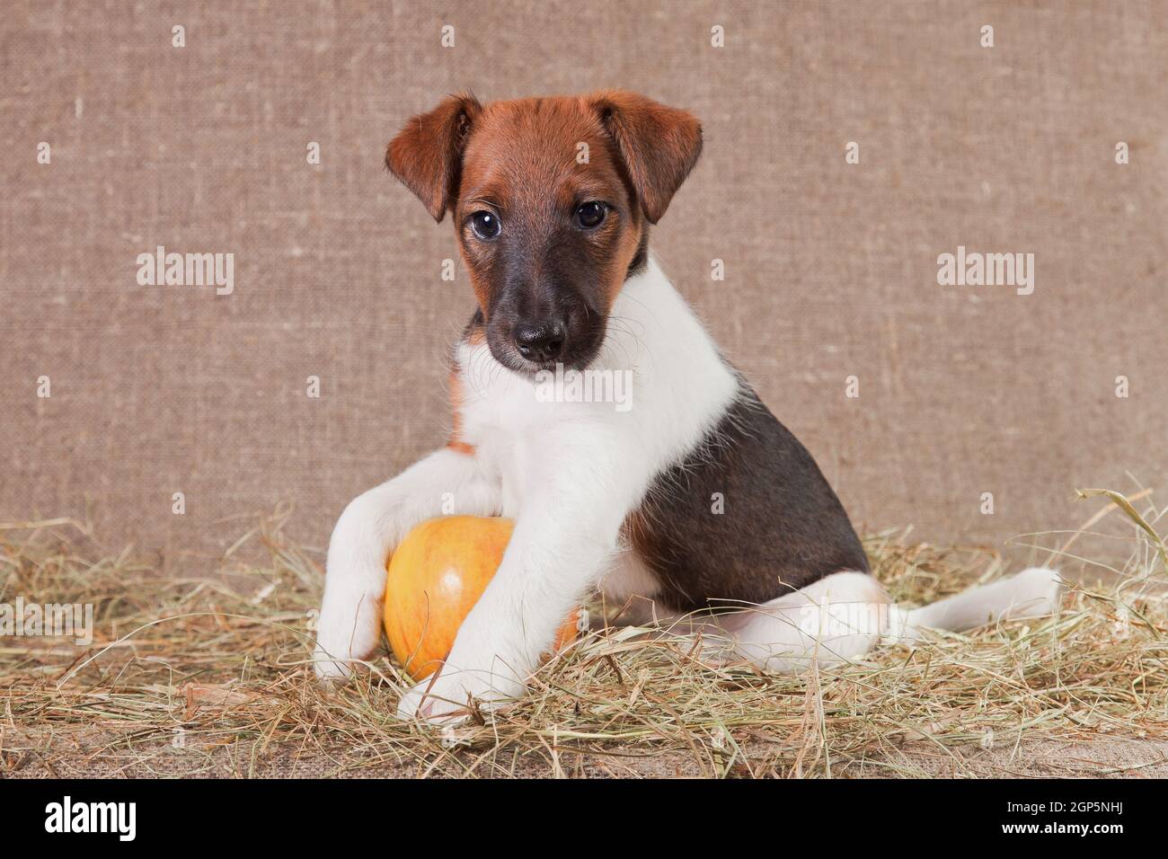 Piccolo cucciolo di razza liscia-capelli volpe-terrier di colore bianco con macchie rosse afferrato una mela gialla gustosa con il suo zampe Foto Stock