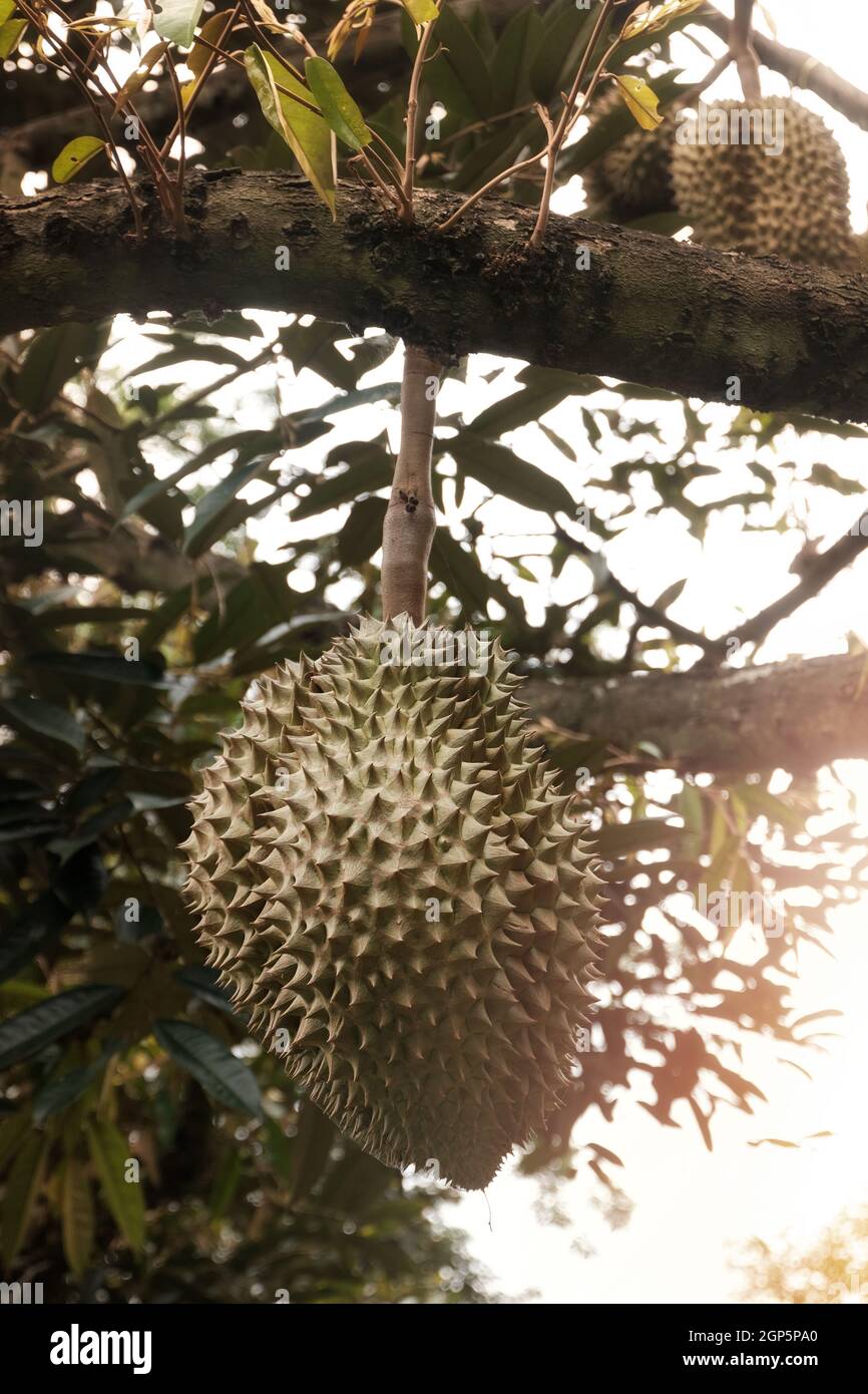 Frutti duriani thailandesi su albero duriano nel frutteto. Considerato da molte persone nel sud-est asiatico come il re dei frutti. Foto Stock