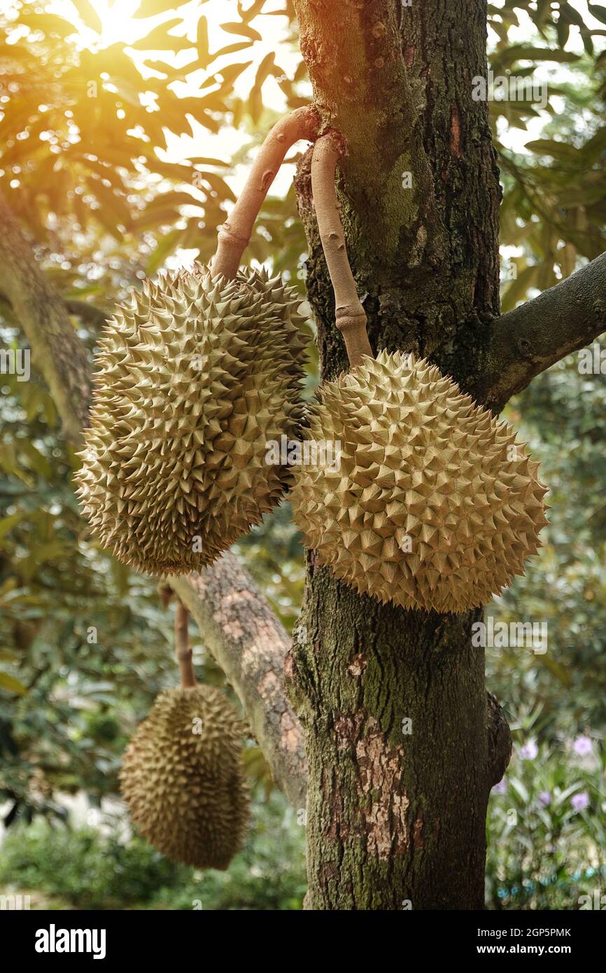 Frutti duriani thailandesi su albero duriano nel frutteto. Considerato da molte persone nel sud-est asiatico come il re dei frutti. Foto Stock