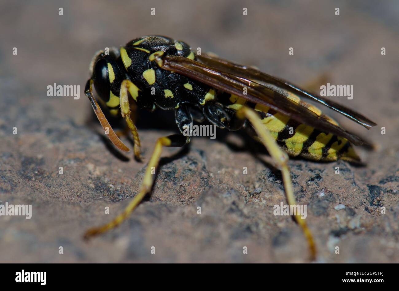 Carta wasp Polistes gallicus a terra. A nord di Gran Canaria. Isole Canarie. Spagna. Foto Stock