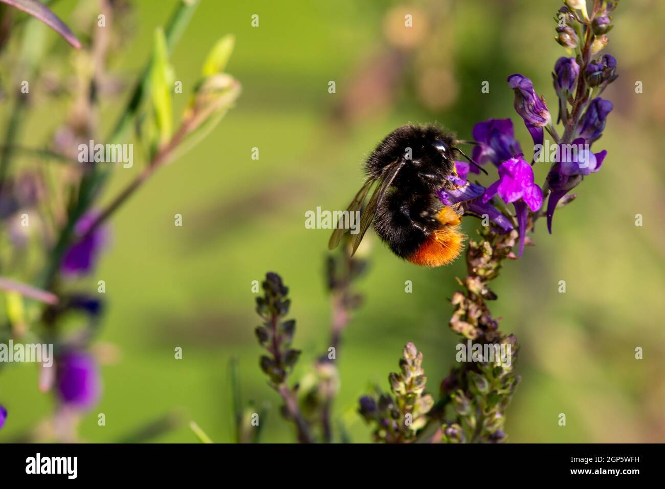 Bee bumble femmina a coda rossa (Bombus lapidarius) Foto Stock