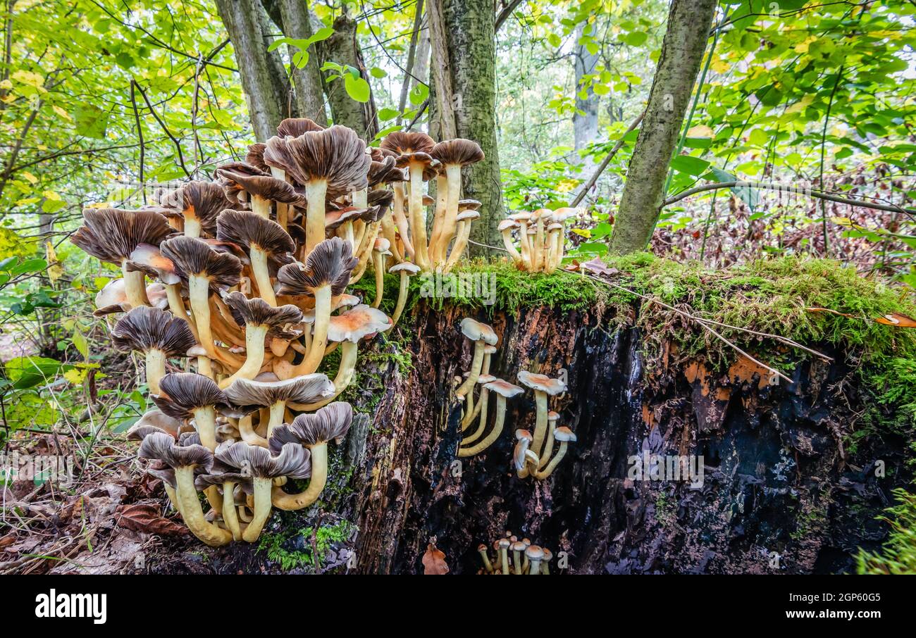 Funghi nella foresta d'autunno. Foto Stock