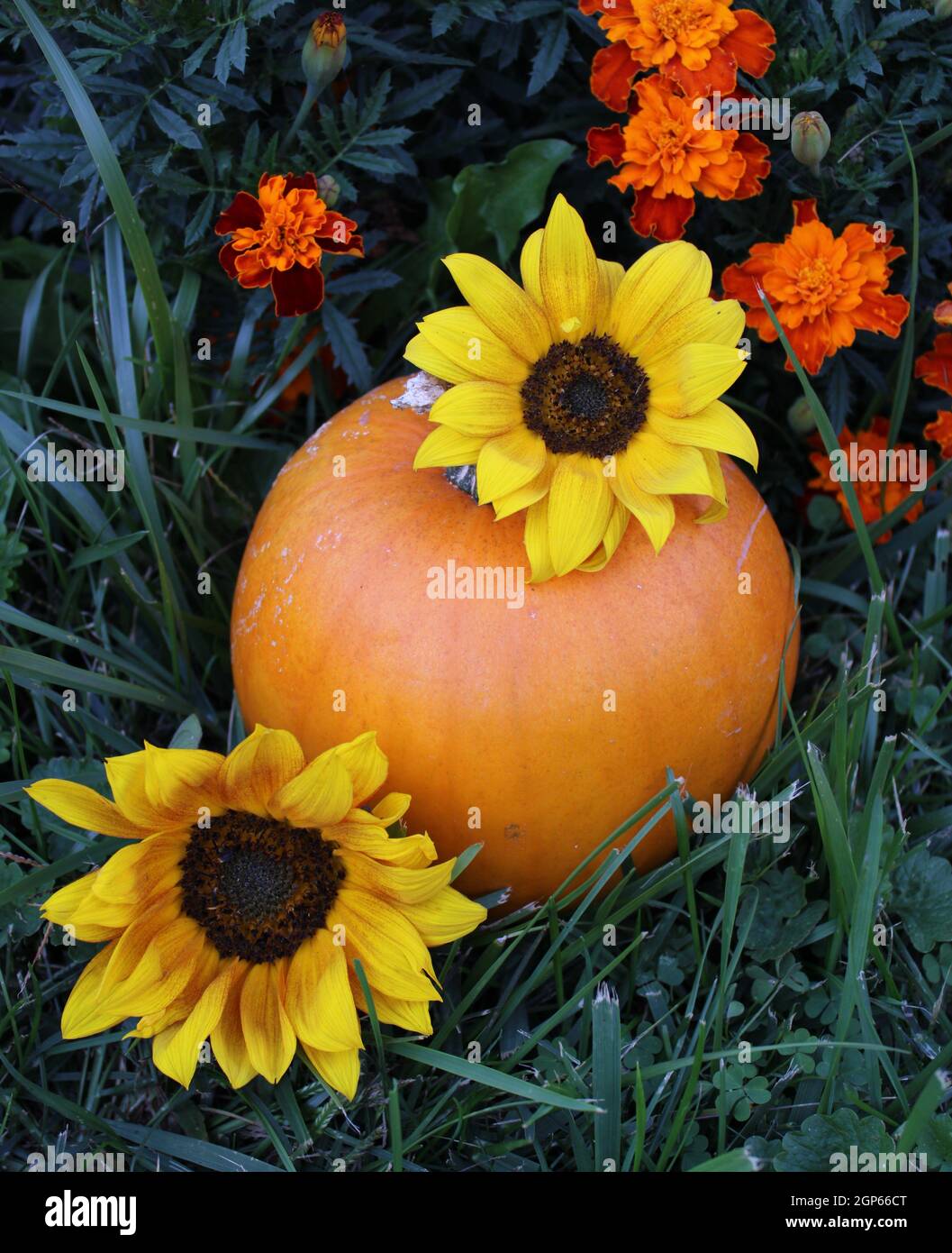 Zucca di raccolta del paese con fiori di caduta. Foto Stock
