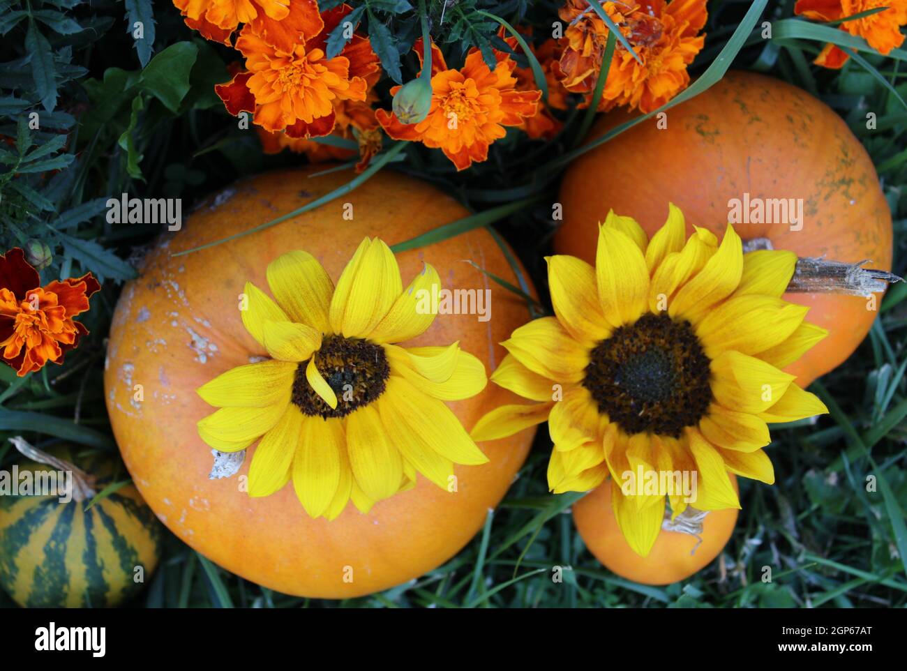 Autunno zucche festive con marigolds e fiori di sole. Foto Stock