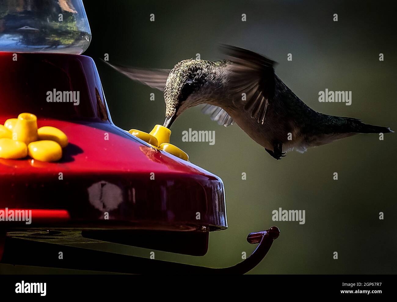 Hummingbird hovering sopra l'alimentatore di hummingbird Foto Stock