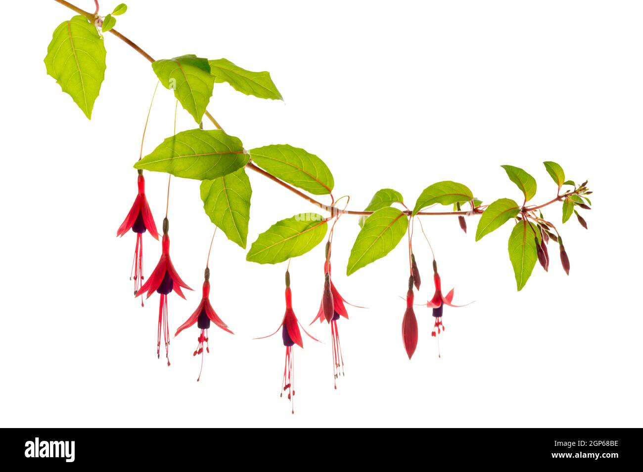 Fioriture pendenti ramoscelli in sfumature di rosso scuro fuchsia fiore è isolato su sfondo bianco, magellanica Foto Stock