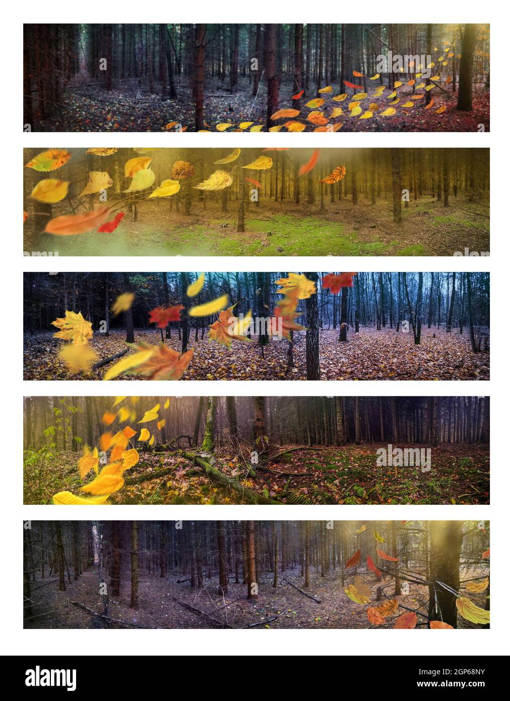 Autunno densi boschi divini scuri e belle foglie d'arancio che cadono a terra. Foto del collage autunnale. Foto Stock