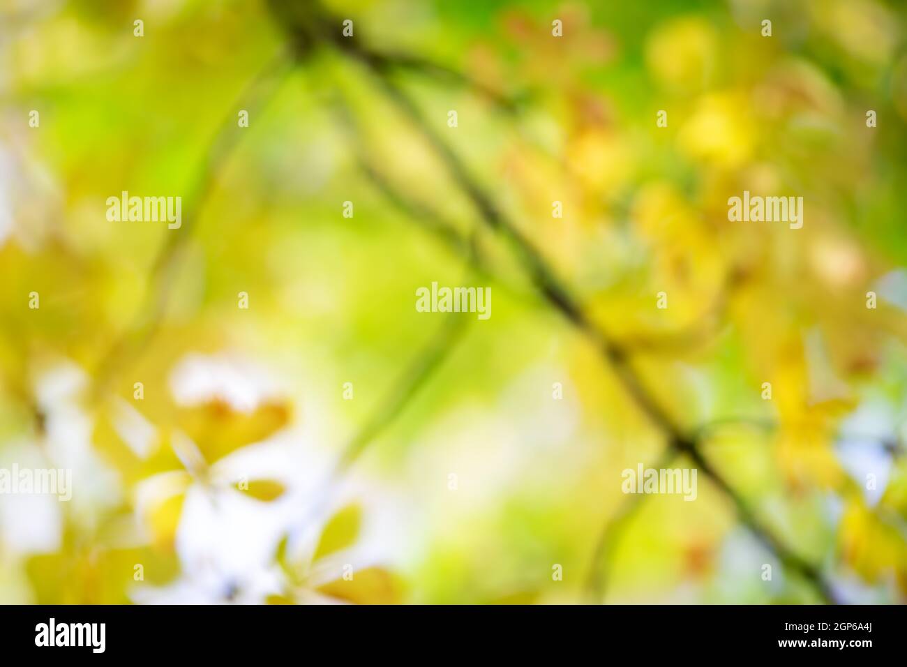 Vista sfocata del ramo di castagno con foglie nel parco autunnale. Foto Stock