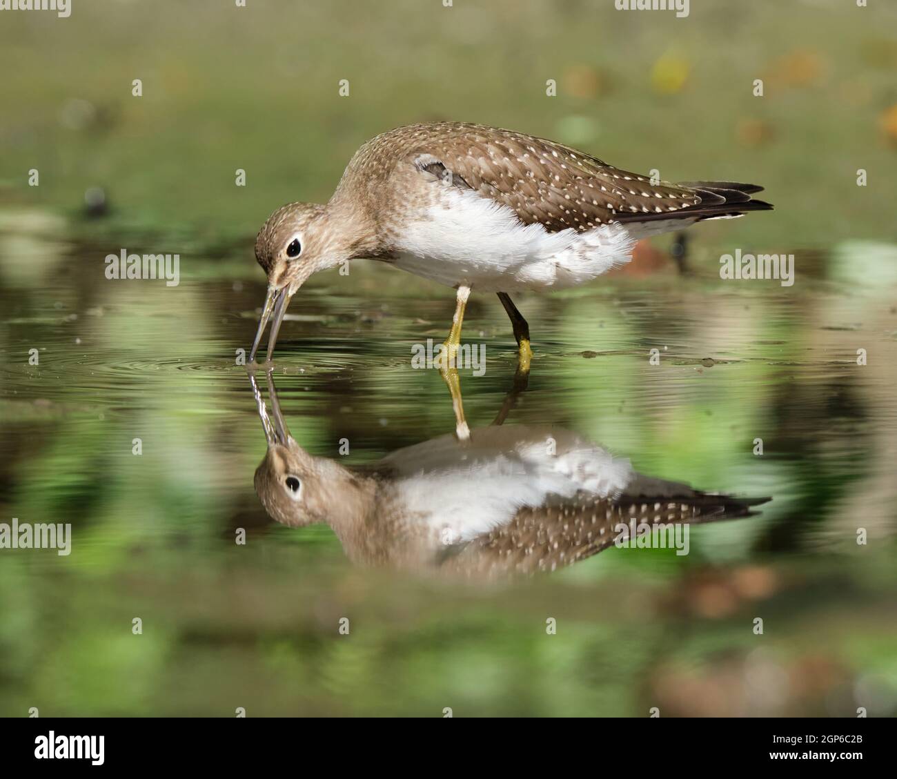 Un solitario Sandpiper, Tringa solitaria, che cerca cibo in un piccolo laghetto, becco aperto toccando l'acqua con riflessione Foto Stock