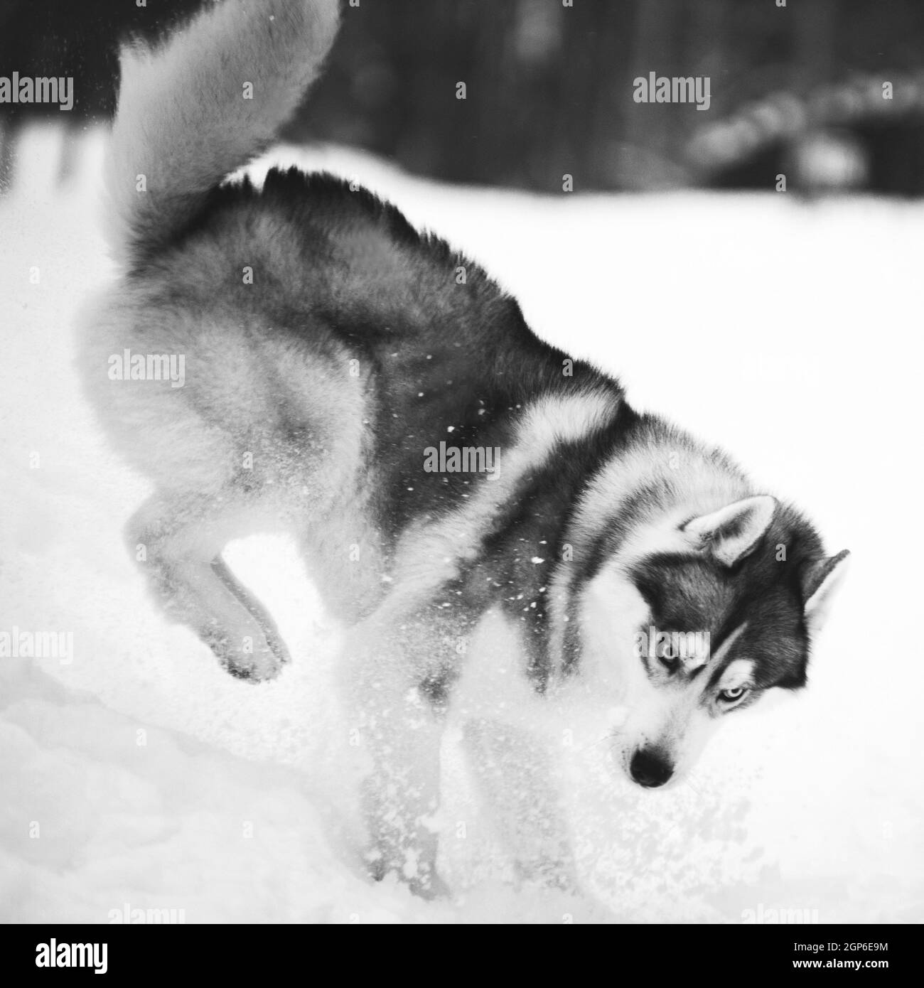 Il cane peloso grigio-bianco dagli occhi blu dell'Husky Siberiano alleva divertenti giochi e salti in inverno sulla neve all'aperto. Foto in bianco e nero Foto Stock
