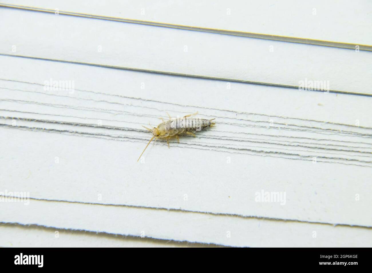 Alimentazione degli insetti su carta - silverfish. Pest libri e giornali. Foto Stock