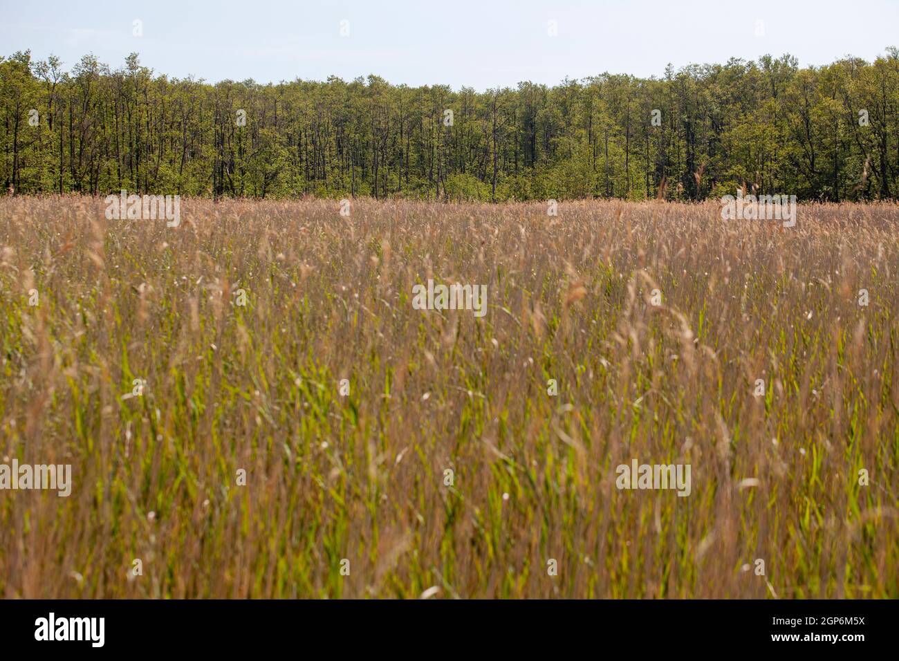 Palude con erba di canna in un parco nazionale vicino al Mar Baltico Foto Stock