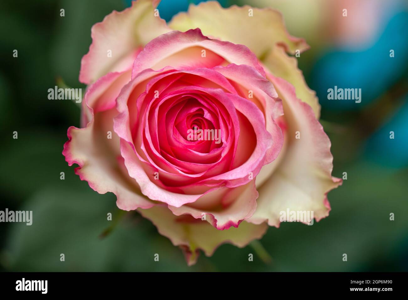 Bellissimo fiore rosa e bianco fiore di rosa nel giardino Foto Stock