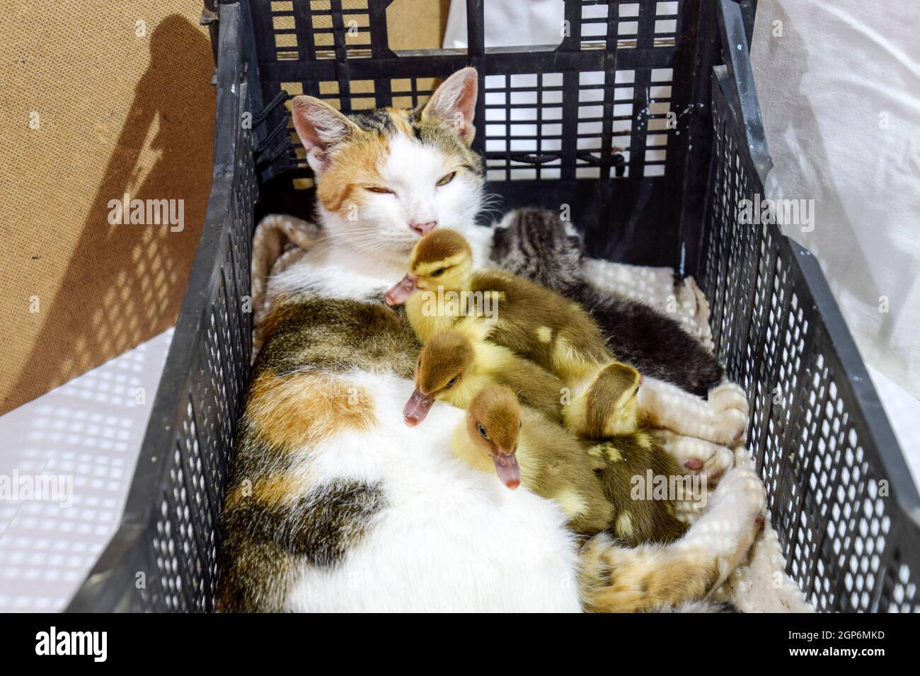 Cat adottivo madre per le papere. Gatto in un cestino con il gattino e ricezione di muschio duck anatroccoli. Foto Stock