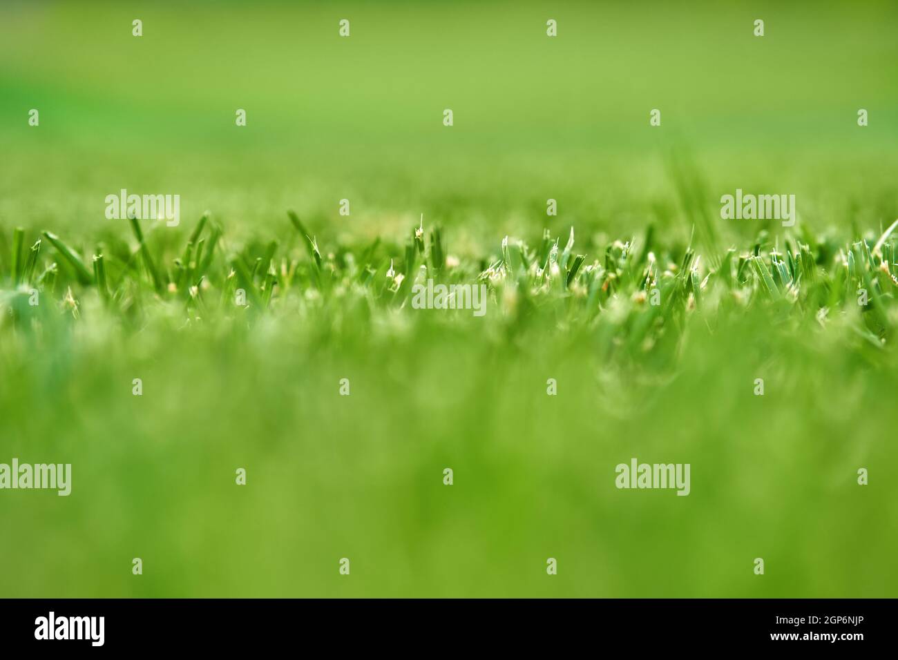 Macro foto a fuoco selettivo dell'erba tagliata Foto Stock