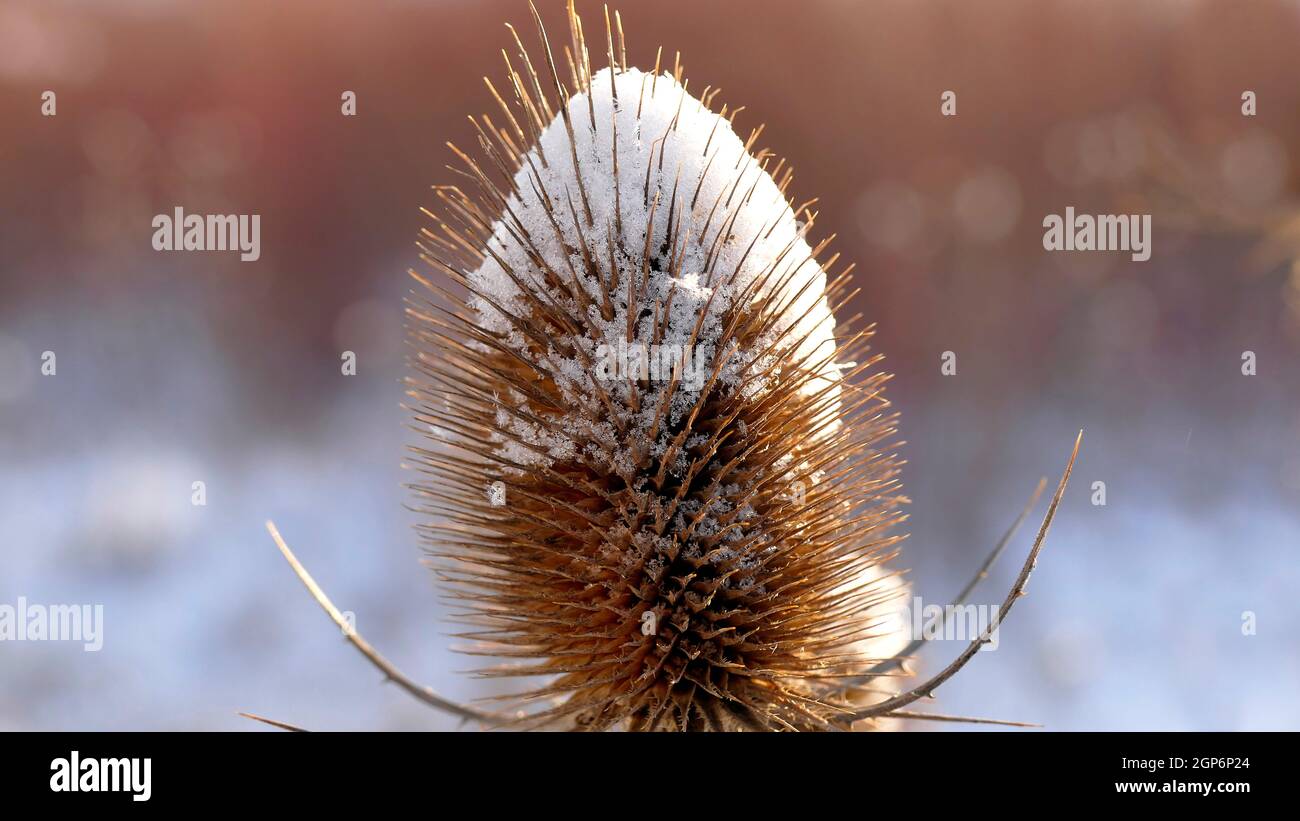 Teasel con cappuccio di neve Foto Stock