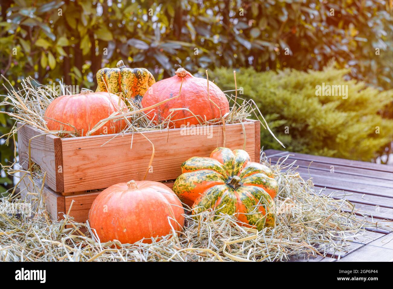 Piccole zucche su una scatola di legno piena di fieno su un tavolo di legno in un cortile. Halloween e decorazioni di ringraziamento. Spazio copia. Foto Stock Piccole zucche su una scatola di legno piena di fieno su un tavolo di legno in un cortile. Halloween e decorazioni di ringraziamento. Spazio copia. Foto Stock