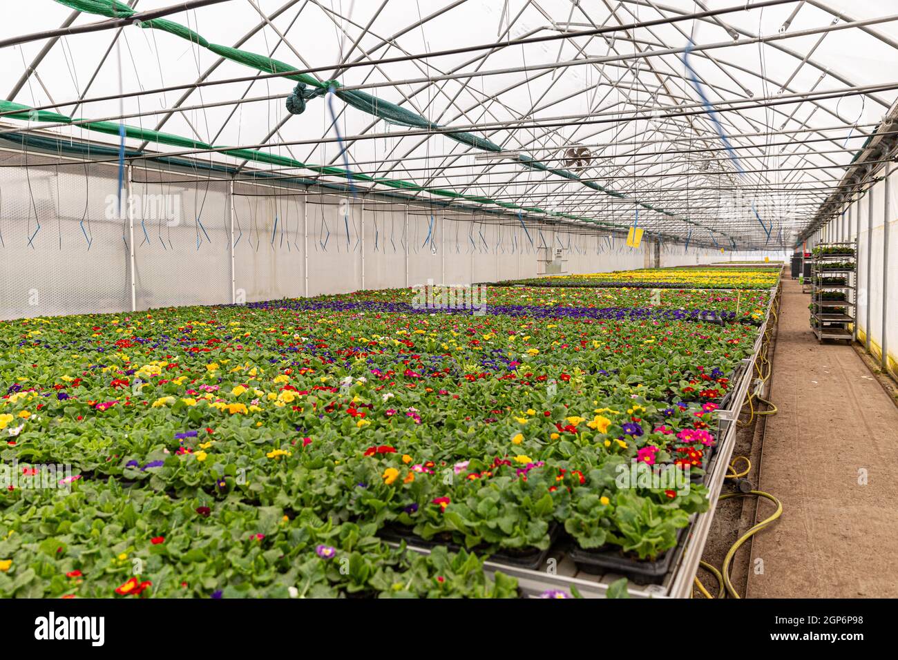Molte pentole di fiori primaverili fioriti in primavera per la vendita in serra Foto Stock
