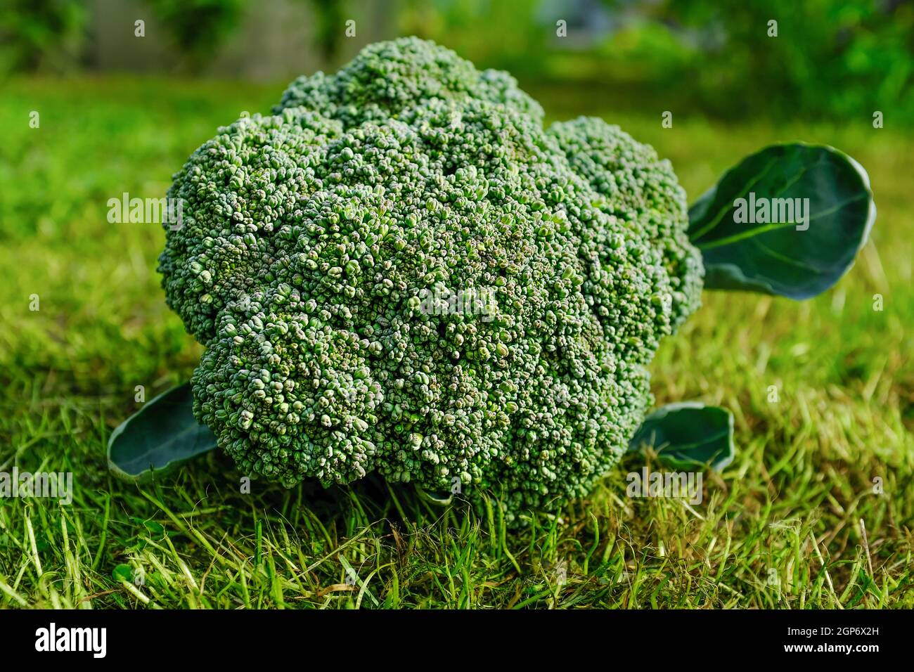 i broccoli si avvicinano. broccoli verdi freschi su un prato verde Foto Stock